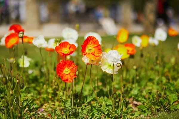 Mix Different Sorts Colorful Poppy Flowers — Stock Photo, Image