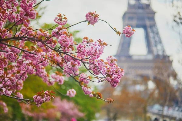 Szcenírozott Kilátás Eiffel Toronyra Cseresznyevirágzással Teli Fákkal Párizsban Franciaországban — Stock Fotó