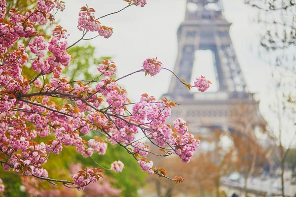 Szcenírozott Kilátás Eiffel Toronyra Cseresznyevirágzással Teli Fákkal Párizsban Franciaországban — Stock Fotó