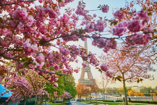 Сценічний Вигляд Ейфелевої Вежі Квітами Вишневого Цвіту Парижі Франція — стокове фото