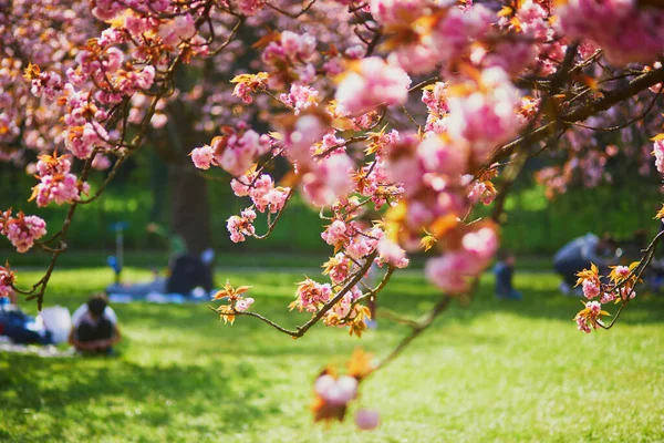 Güneşli bir bahar gününde, güzel pembe çiçekli kiraz ağacı dalı.