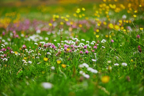 Närbild Klöver Och Tusensköna Blommor Som Växer Grönt Gräs — Stockfoto