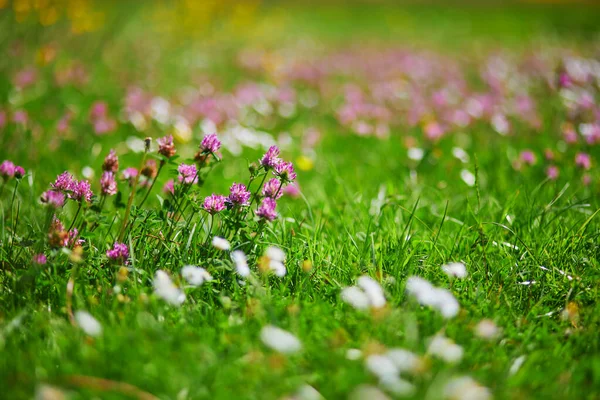 Yeşil Çimenlerde Büyüyen Yonca Papatya Çiçeklerine Yakın Çekim — Stok fotoğraf