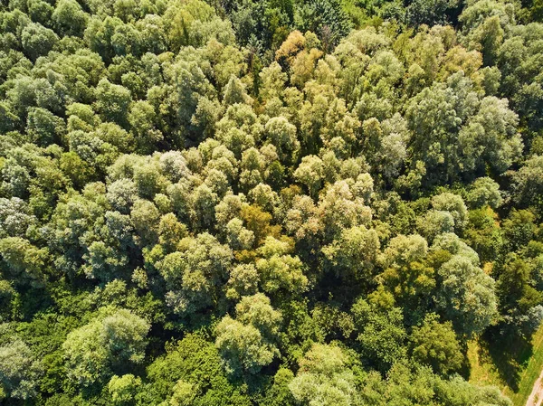 Scenic Aerial View Autumn Forest Northern France Yvelines France — Stock Photo, Image