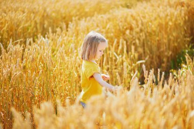 Güneşli bir günde altın buğday tarlasında küçük tatlı bir kız. Çavdarın altın kulakları arasında yürüyen bir çocuk