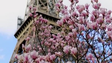 Pembe Manolya tam çiçeklenme ve Eyfel Kulesi üzerinde mavi gökyüzü. Bahar Paris, Fransa