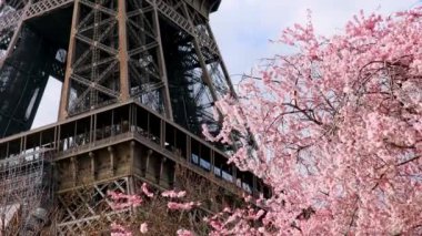 Çiçek açmış pembe kiraz ağacı ve mavi gökyüzünün üzerinde Eyfel kulesi. Fransa 'da bahar Paris' te