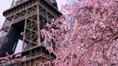 Çiçek açmış pembe kiraz ağacı ve mavi gökyüzünün üzerinde Eyfel kulesi. Fransa 'da bahar Paris' te