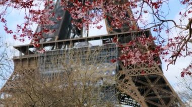 Çiçek açmış pembe kiraz ağacı ve mavi gökyüzünün üzerinde Eyfel kulesi. Fransa 'da bahar Paris' te