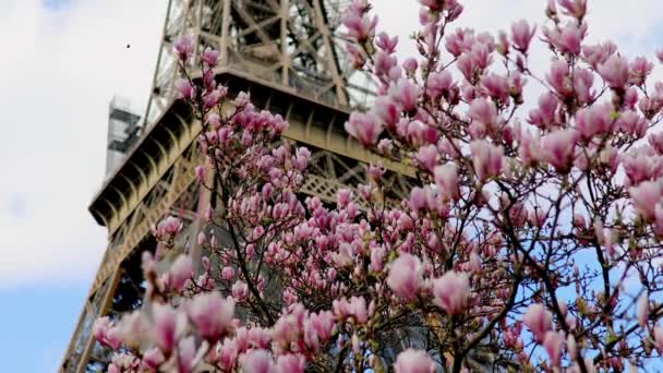 Rosa Magnolia Full Blom Och Eiffeltornet Över Den Blå Himlen — Stockvideo