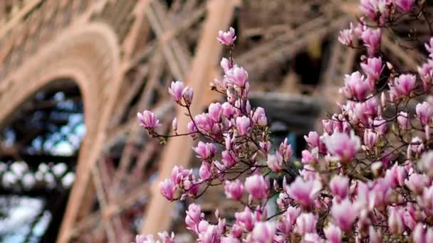 Pembe Manolya Tam Çiçeklenme Eyfel Kulesi Üzerinde Mavi Gökyüzü Bahar — Stok video