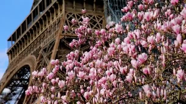 Růžové magnólie v plném květu a Eiffelova věž nad modrou oblohu. Jaro v Paříži