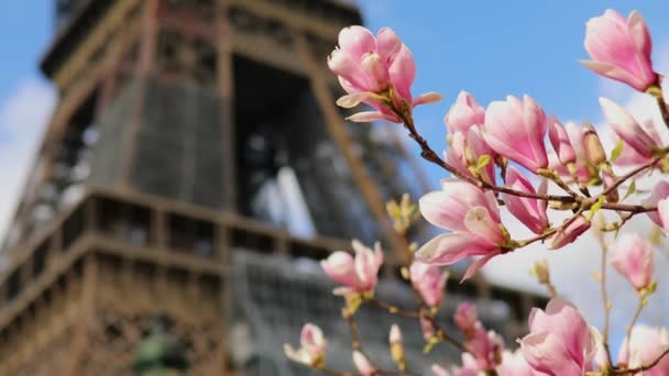 Magnolii Pełnym Rozkwicie Wieża Eiffla Przez Błękitne Niebo Wiosna Paryżu — Wideo stockowe