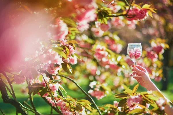 Kvinnlig Hand Som Håller Ett Vinglas Fullt Rosa Körsbärsblomblad Vårdag — Stockfoto