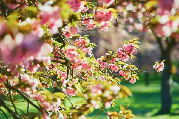 Ramo Árvore Flor Cerejeira Com Flores Cor Rosa Bonitas Dia — Fotografia de Stock