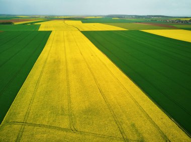 Fransa 'nın Ile-de-France kentindeki sarı kolza tohumu tarlalarının hava aracı görüntüsü