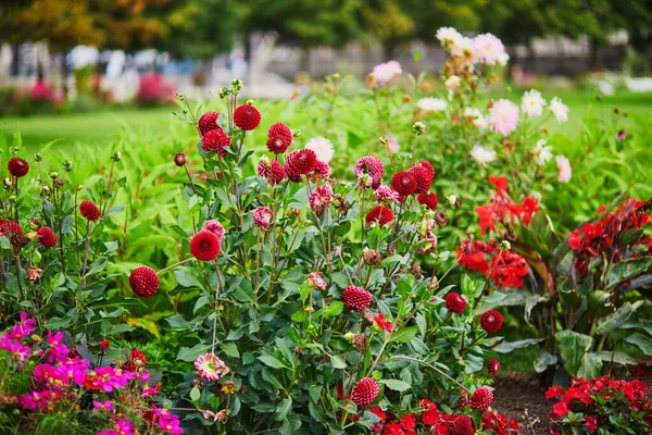 Red Dahlias Blooming Garden Tuileries Paris France —  Fotos de Stock