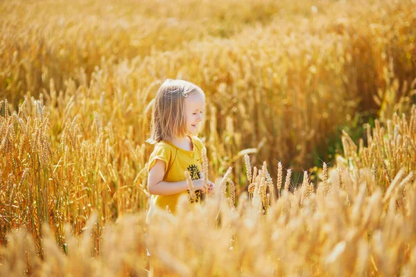 Güneşli bir günde altın buğday tarlasında küçük tatlı bir kız. Çavdarın altın kulakları arasında yürüyen bir çocuk