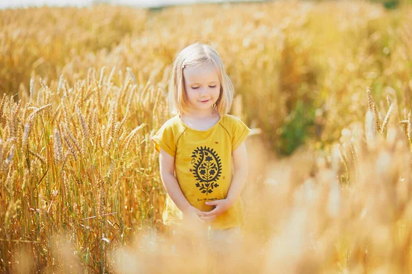 Güneşli bir günde altın buğday tarlasında küçük tatlı bir kız. Çavdarın altın kulakları arasında yürüyen bir çocuk