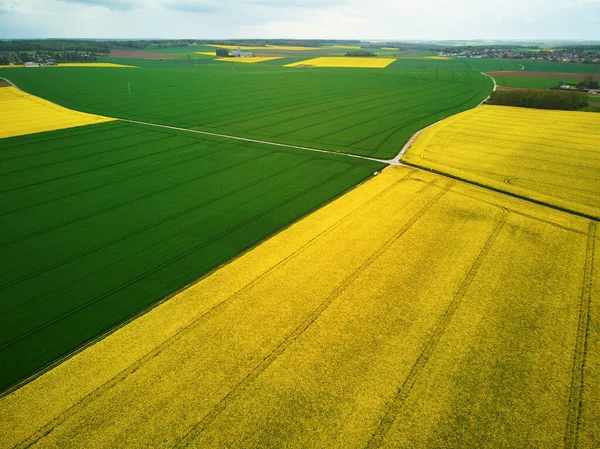 Fransa 'nın Ile-de-France kentindeki sarı kolza tohumu tarlalarının hava aracı görüntüsü