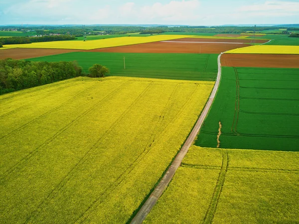 Scenisk Antenn Drönare Syn Gula Rapsfält Ile France Frankrike — Stockfoto