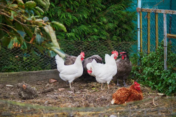 Курчата Курячому Будинку Фермі — стокове фото