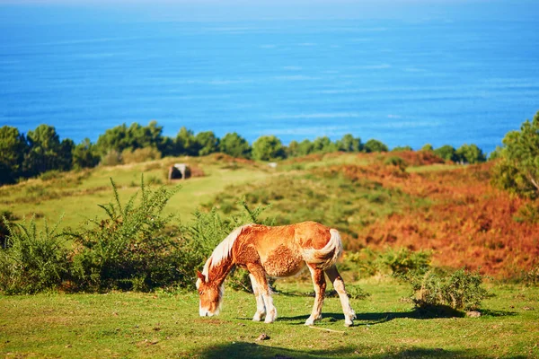 バスク地方 スペインの牧草地で馬の放牧 — ストック写真