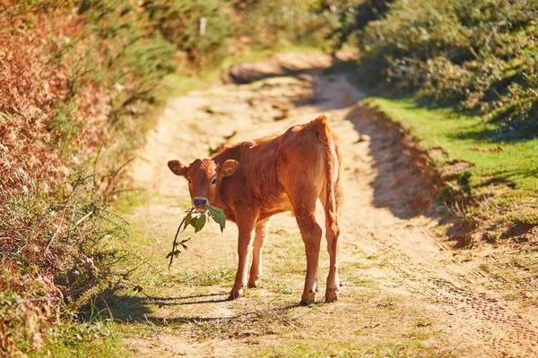 Calf Road Basque Country Spain —  Fotos de Stock