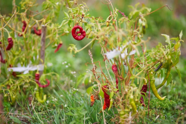 Hot Chili Red Pepper Grow Kitchen Garden — Stok fotoğraf