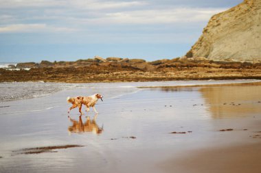 Zumaia, Bask Bölgesi, İspanya 'da Retriever köpeği koşuyor ve plajda oynuyor.