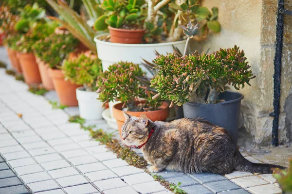 Cat Street Beautiful Village Hondarribia Basque Country Spain — Zdjęcie stockowe