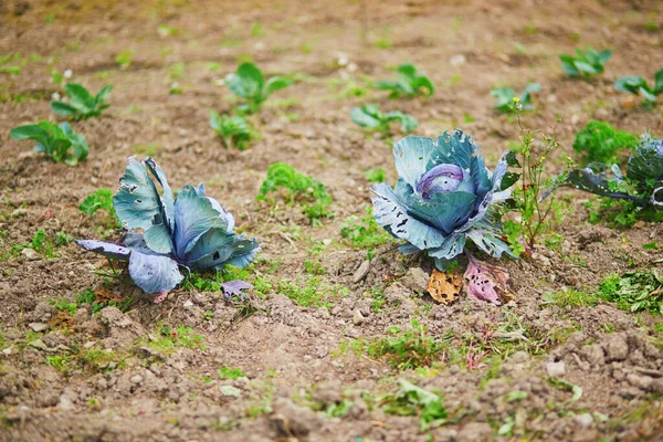 Green Cabbage Growing Field Farm Gardening Concept — Stok fotoğraf