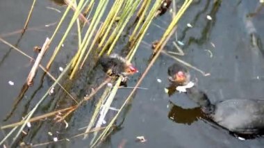 Mother Eurasian coot feeding her little birdlings