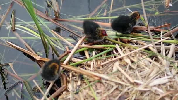 Eurasian Coot Birdlings Nest — 비디오
