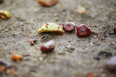 Kestane meyveleri sonbahar günü yerde yatar.