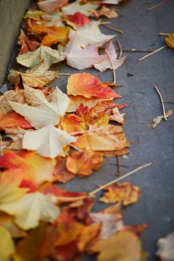 Parlak sarı ve kırmızı düşen sonbahar yaprakları yere.