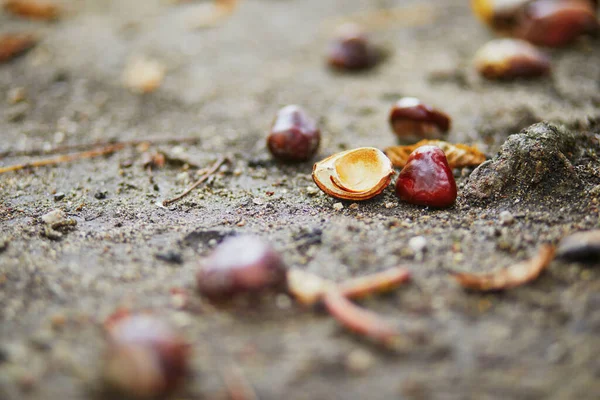 Chestnut Fruits Lying Ground Fall Day — Stockfoto