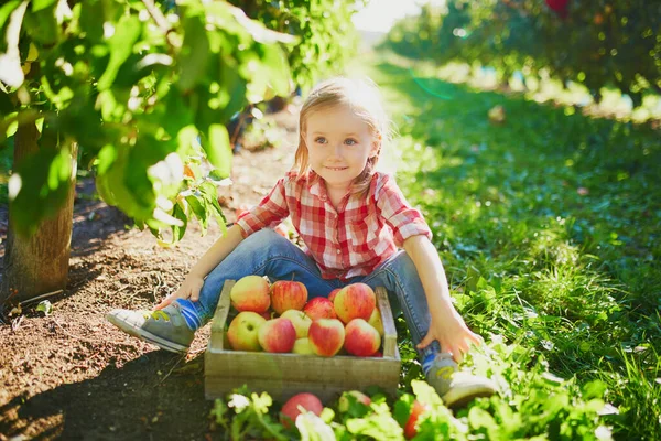 Urocza Przedszkolanka Czerwono Białej Koszuli Zbierająca Czerwone Dojrzałe Organiczne Jabłka — Zdjęcie stockowe