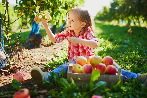 Urocza Przedszkolanka Czerwono Białej Koszuli Zbierająca Czerwone Dojrzałe Organiczne Jabłka — Zdjęcie stockowe