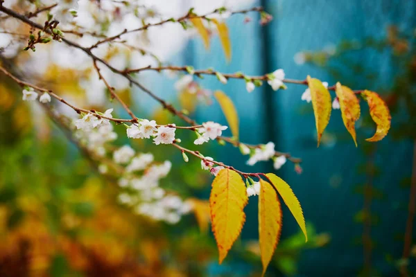 秋には桜が咲く 花や赤や黄色の紅葉に覆われた桜の枝 — ストック写真