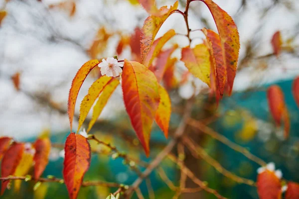 樱花树秋天开花 樱桃树枝叶 开满鲜花 秋天红黄相间 — 图库照片