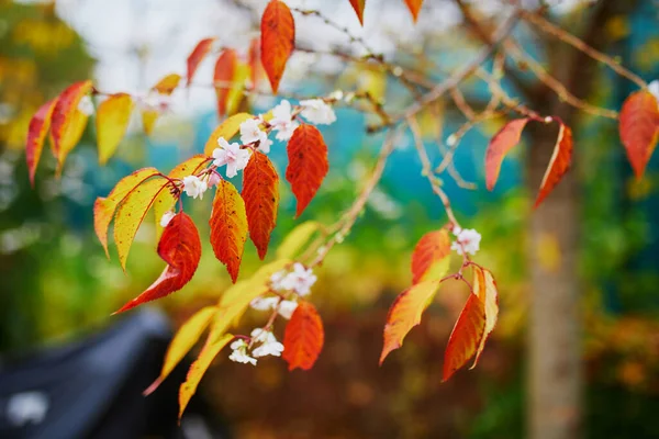 秋には桜が咲く 花や赤や黄色の紅葉に覆われた桜の枝 — ストック写真