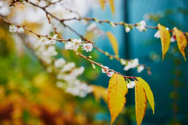 秋には桜が咲く 花や赤や黄色の紅葉に覆われた桜の枝 — ストック写真