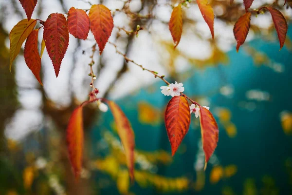 秋には桜が咲く 花や赤や黄色の紅葉に覆われた桜の枝 — ストック写真