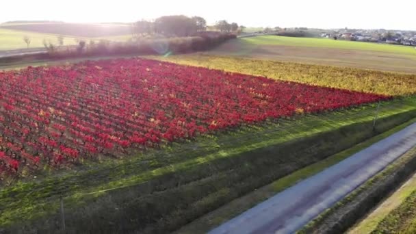 フランスの牧草地 ブドウ畑の空中ビュー 緑のフィールドと牧草地と美しいフランスの田舎 日没の田園風景 — ストック動画