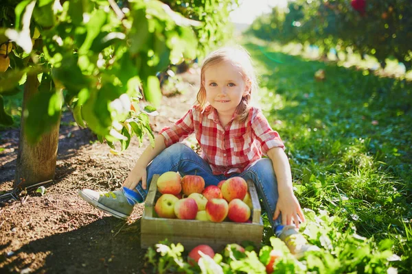 Urocza Przedszkolanka Czerwono Białej Koszuli Zbierająca Czerwone Dojrzałe Organiczne Jabłka — Zdjęcie stockowe