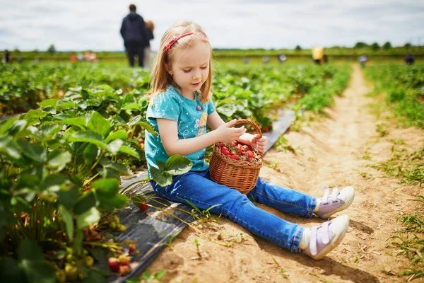 Adorable Preschooler Girl Picking Fresh Organic Strawberries Farm Delicious Healthy — Stok Foto