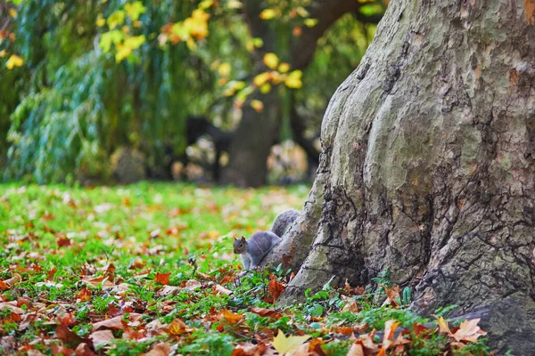 Squirrel Eating Nuts James Park London United Kingdom —  Fotos de Stock