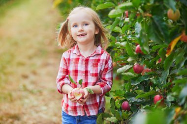 Kırmızı ve beyaz tişörtlü anaokulu kızı elinde kalp şeklinde kesilmiş bir elma tutuyor. Bir sonbahar günü meyve bahçesinde ya da çiftlikte olgun organik elmalar toplamak. Çocuklar için açık hava sonbahar aktiviteleri