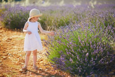 Beyaz elbiseli ve hasır şapkalı 4 yaşındaki sevimli kız Valensole, Provence, Fransa yakınlarındaki lavanta sıralarında yürüyor.